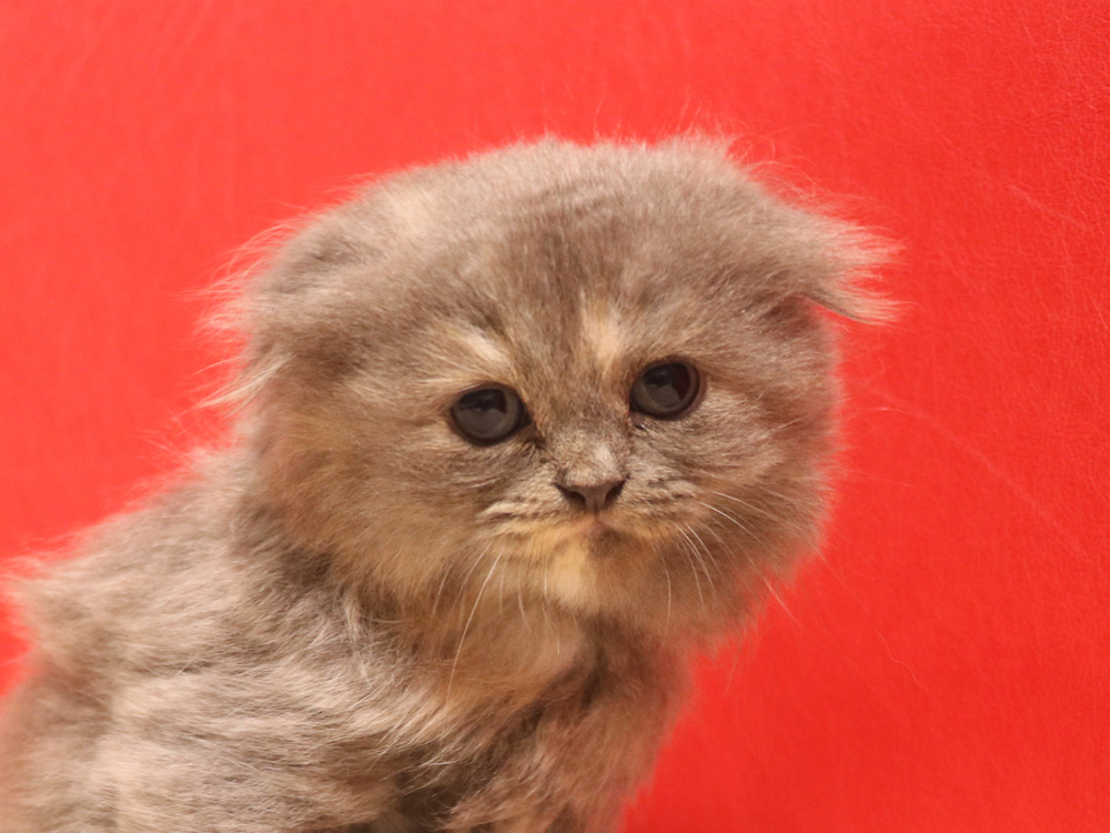 スコティッシュフォールドの子猫画像