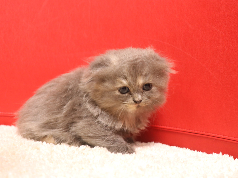 スコティッシュフォールドの子猫画像