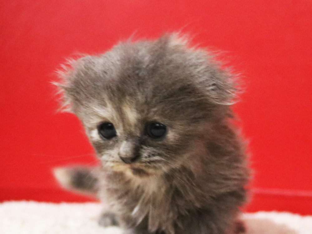 スコティッシュフォールドの子猫画像