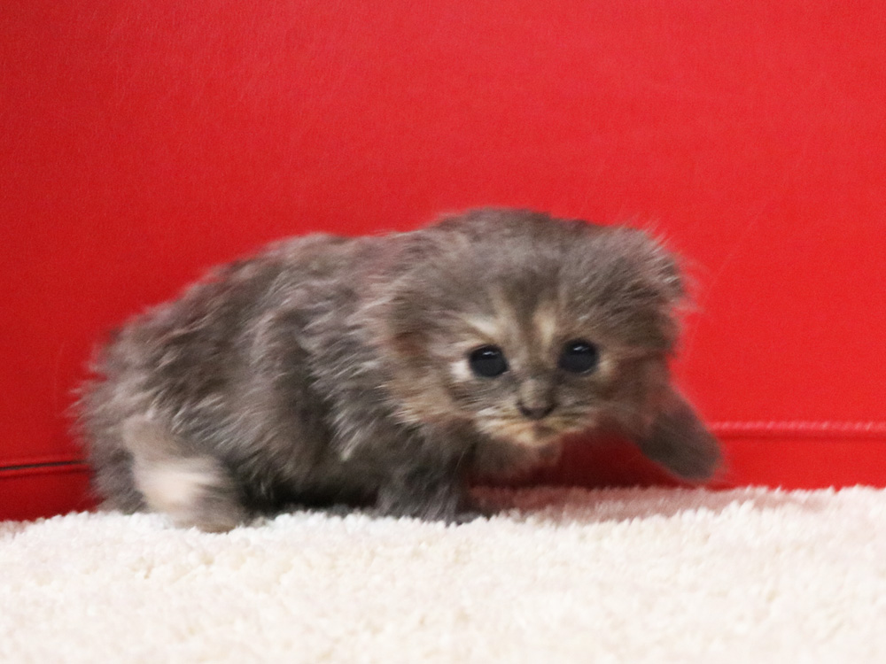 スコティッシュフォールドの子猫画像
