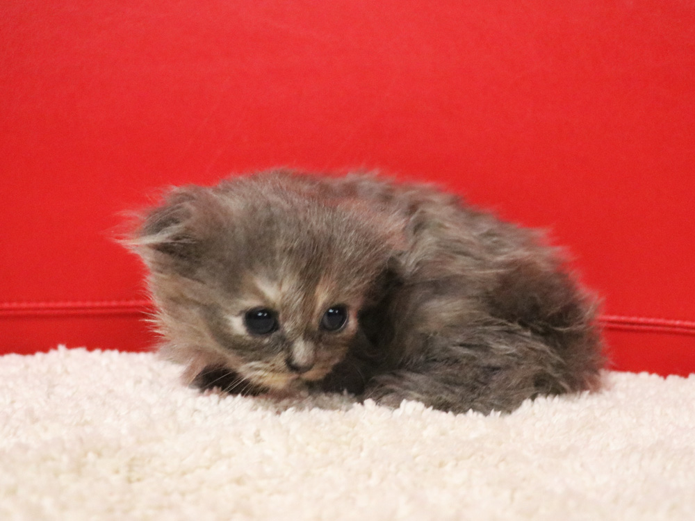 スコティッシュフォールドの子猫画像
