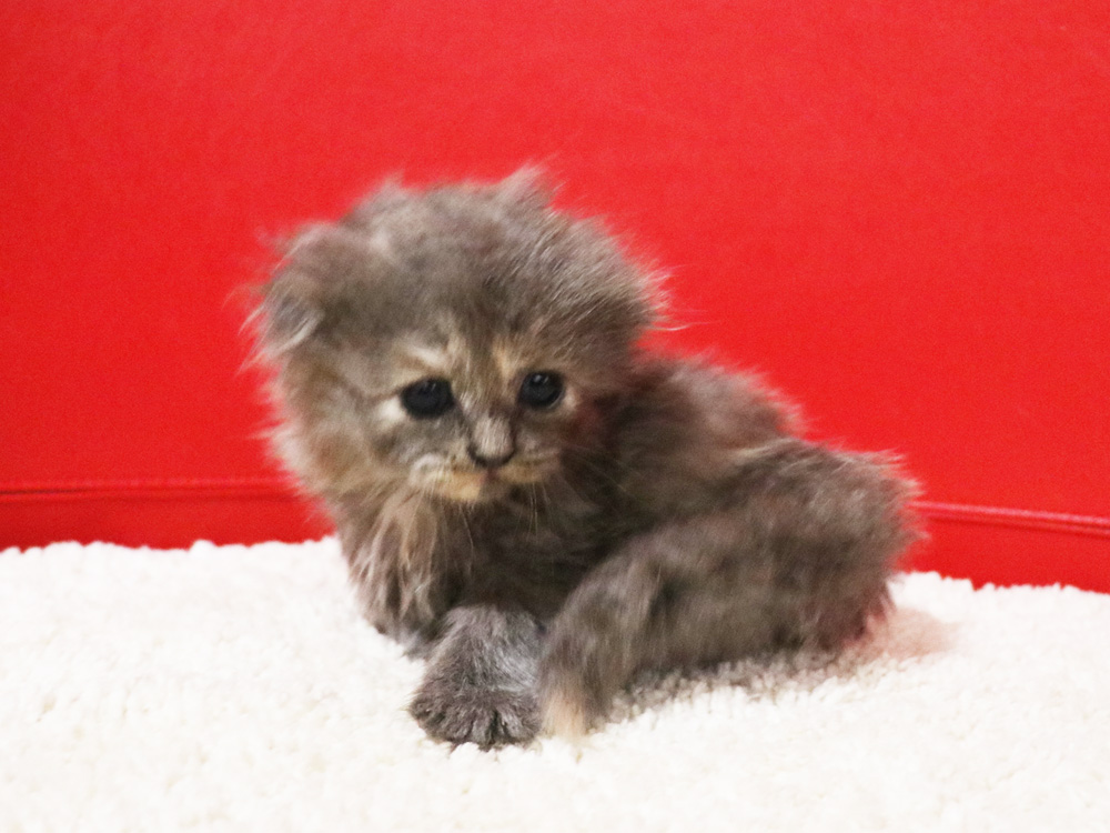 スコティッシュフォールドの子猫画像
