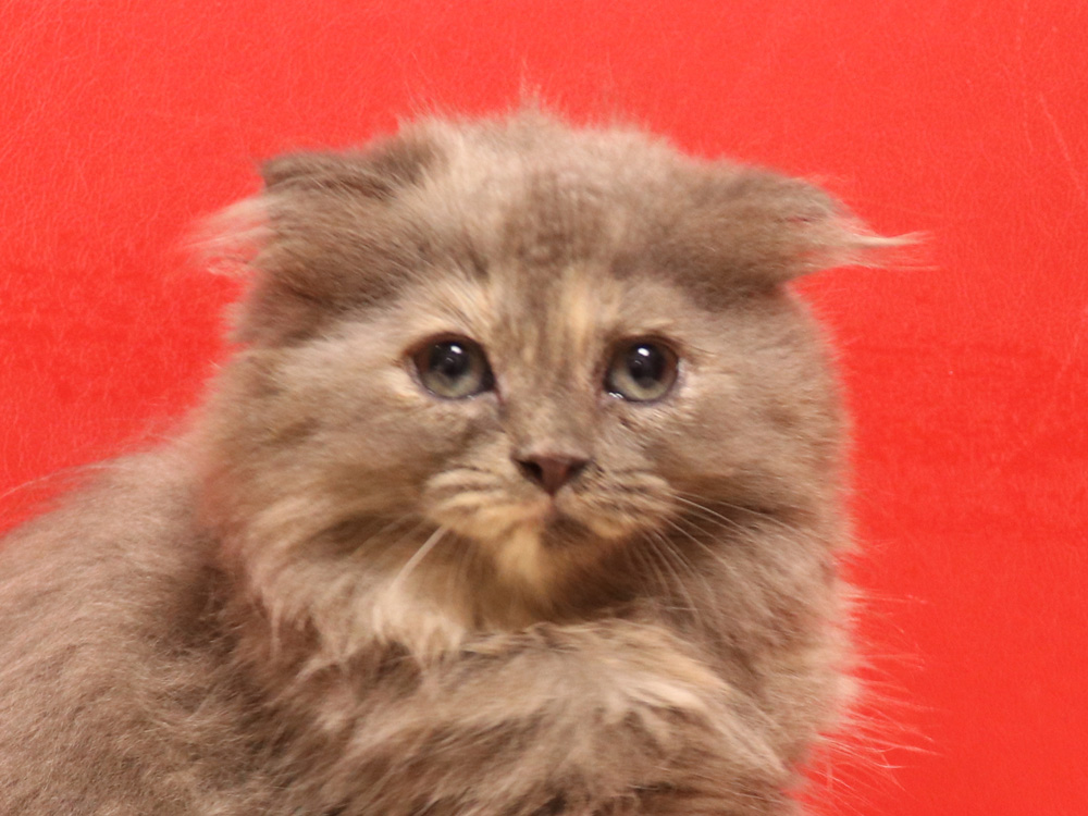 スコティッシュフォールドの子猫画像