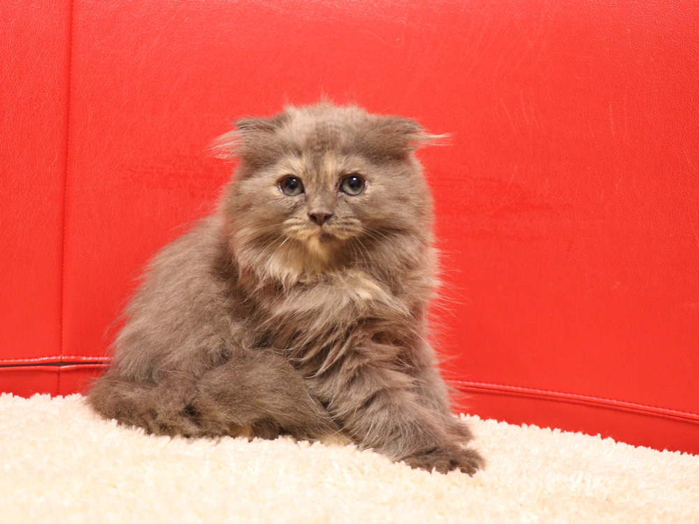 スコティッシュフォールドの子猫画像