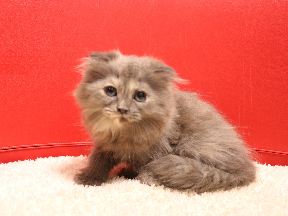 スコティッシュフォールドの子猫画像