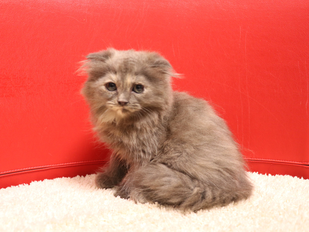 スコティッシュフォールドの子猫画像