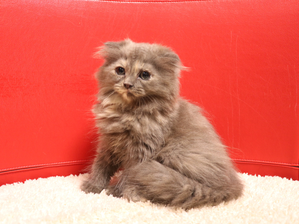 スコティッシュフォールドの子猫画像