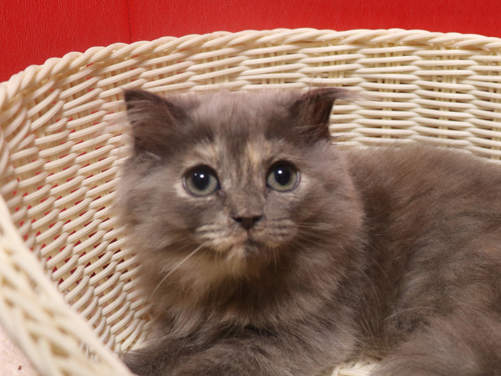 スコティッシュフォールドの子猫画像