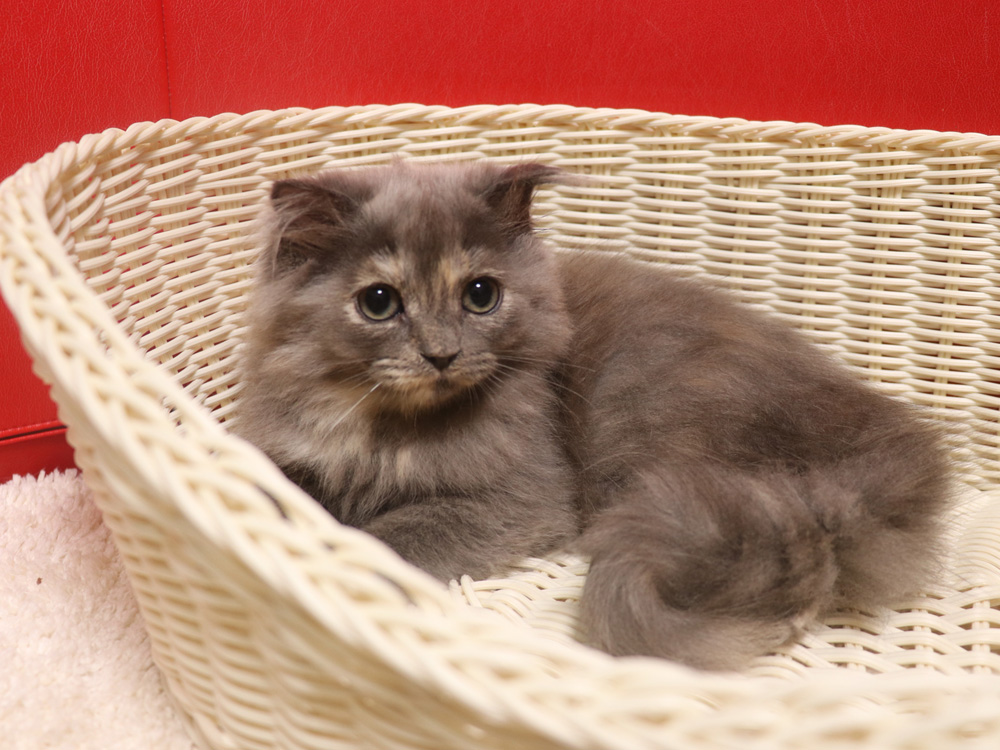 スコティッシュフォールドの子猫画像