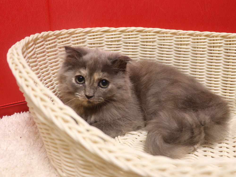スコティッシュフォールドの子猫画像