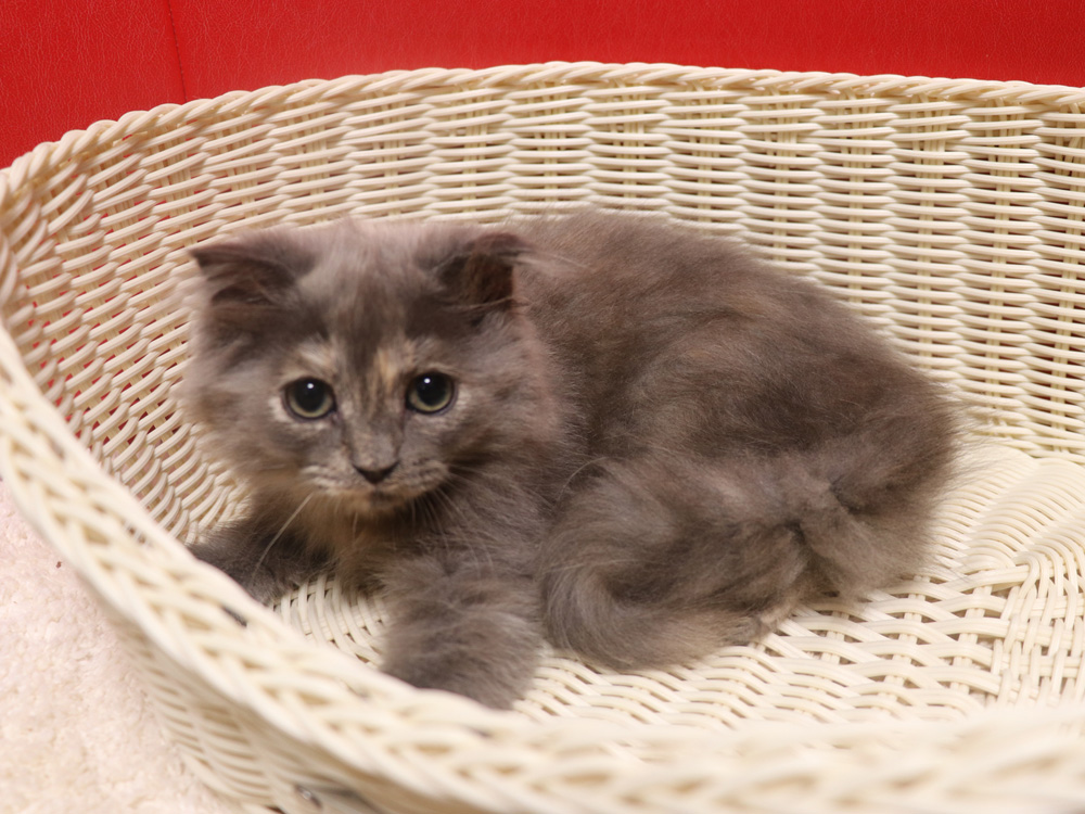 スコティッシュフォールドの子猫画像