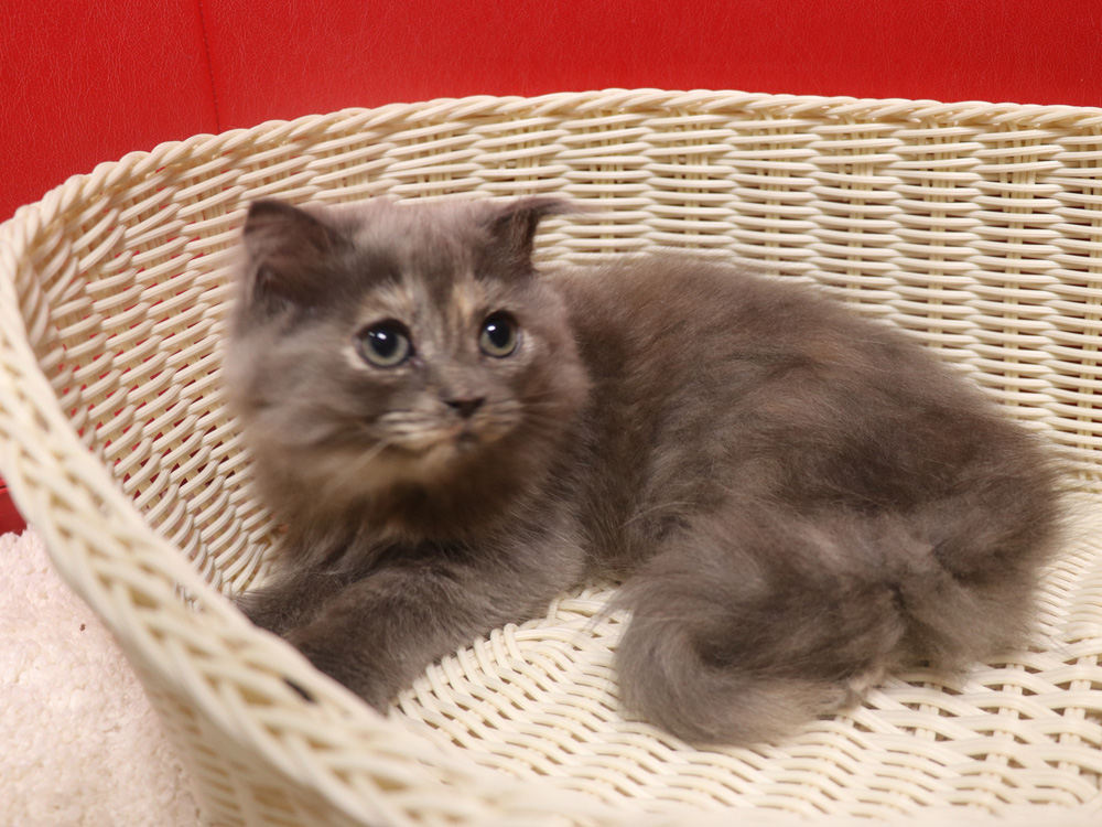 スコティッシュフォールドの子猫画像