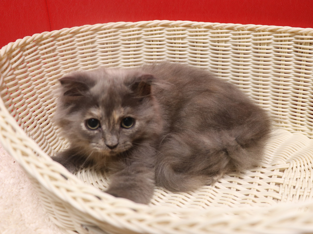 スコティッシュフォールドの子猫画像