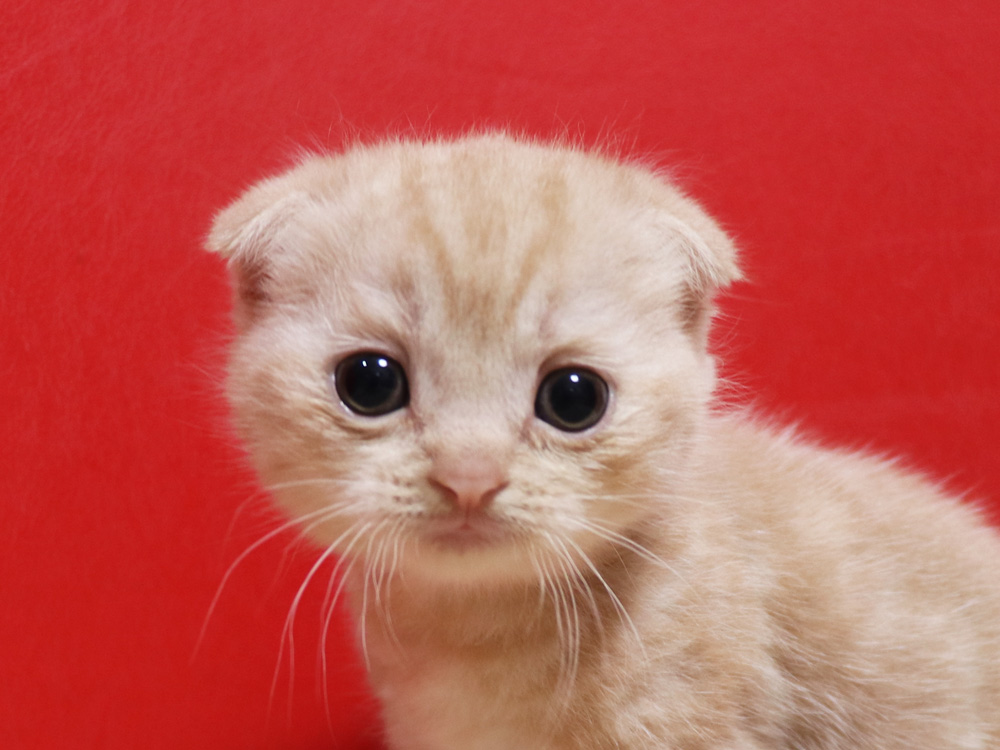 スコティッシュフォールドの子猫画像
