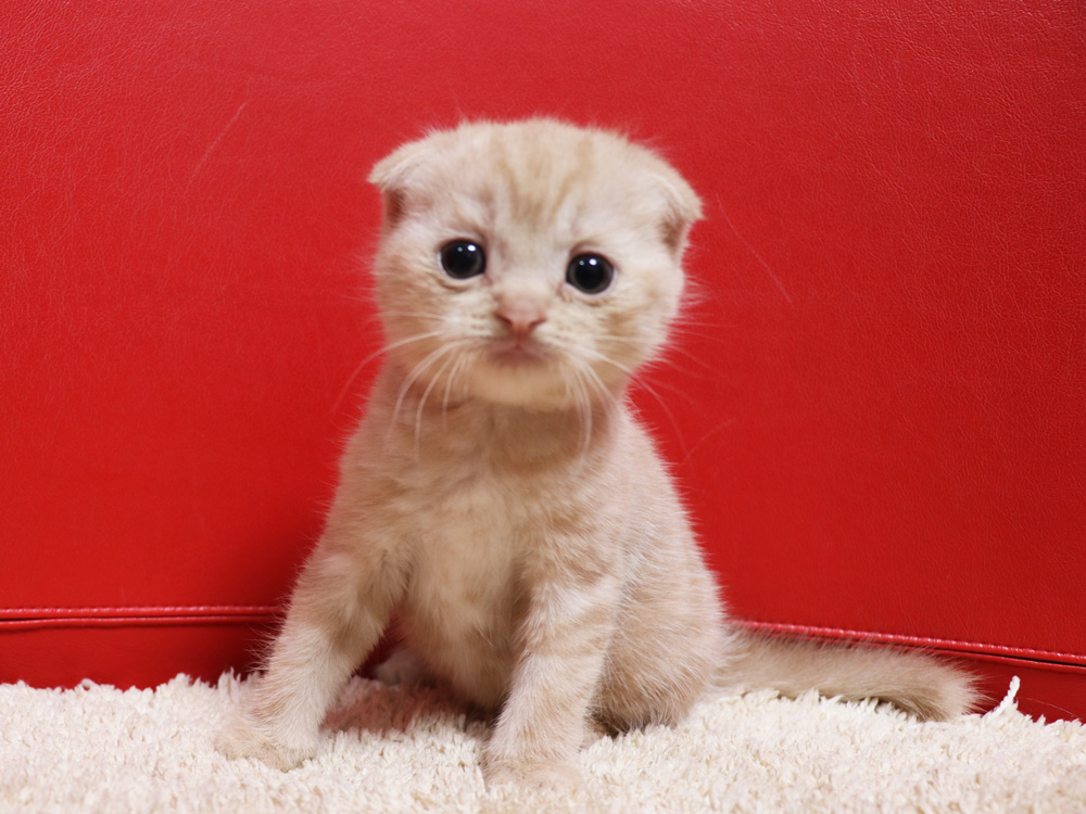 スコティッシュフォールドの子猫画像