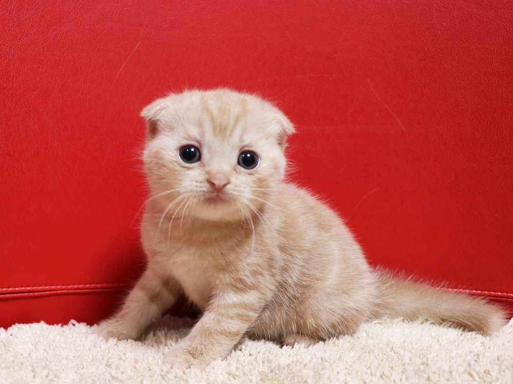 スコティッシュフォールドの子猫画像