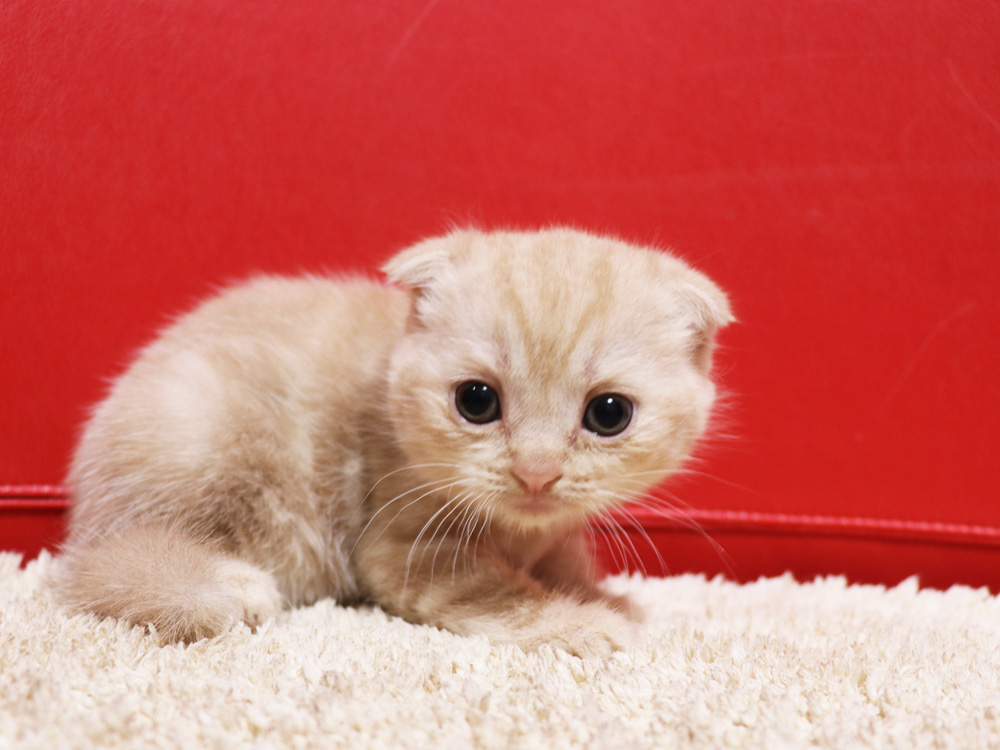 スコティッシュフォールドの子猫画像