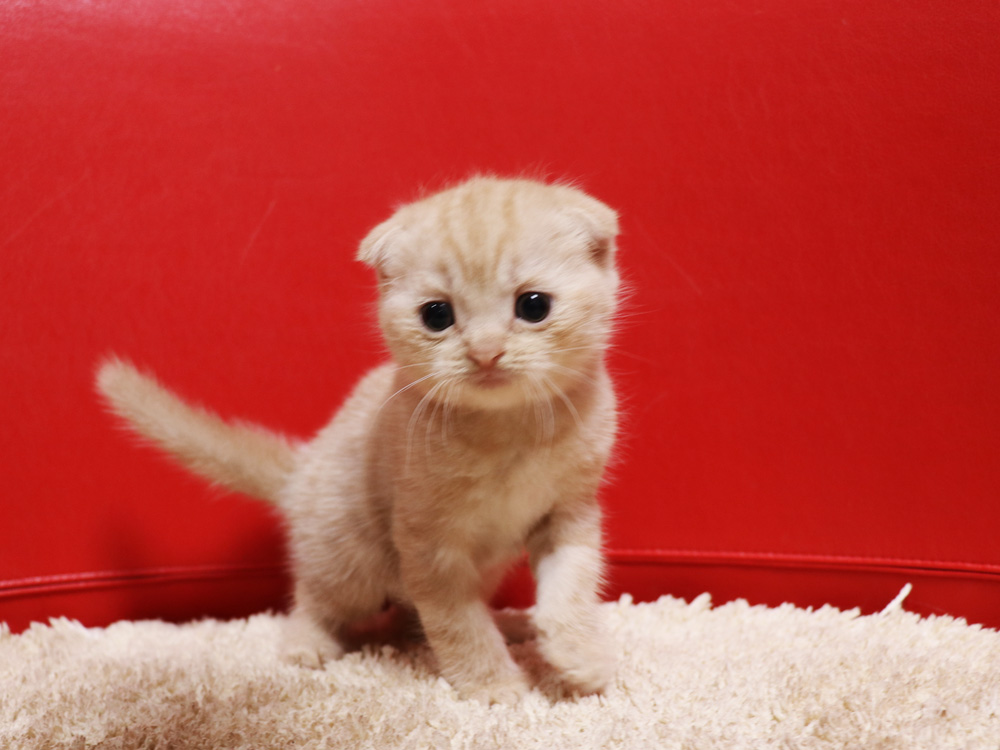 スコティッシュフォールドの子猫画像