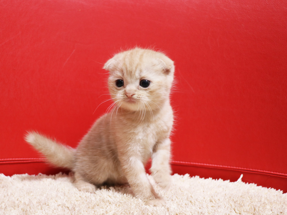 スコティッシュフォールドの子猫画像