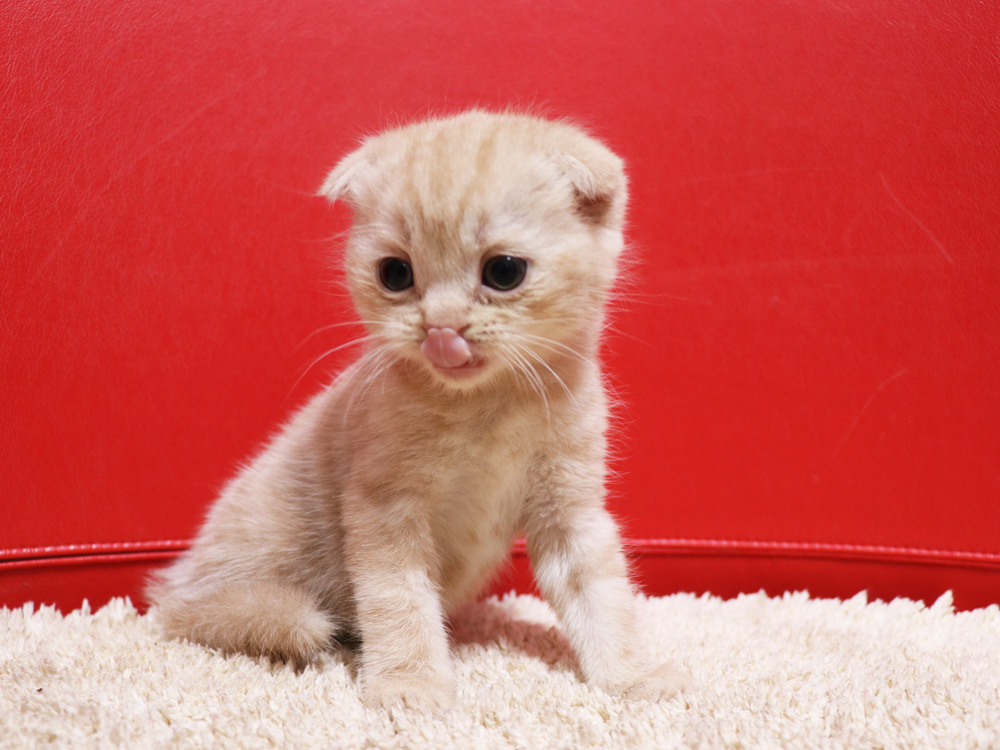 スコティッシュフォールドの子猫画像