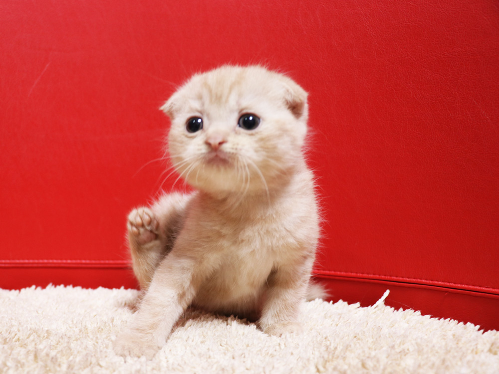 スコティッシュフォールドの子猫画像