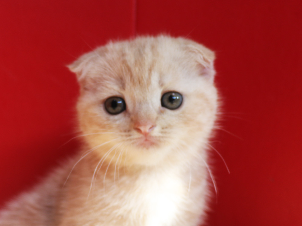 スコティッシュフォールドの子猫画像