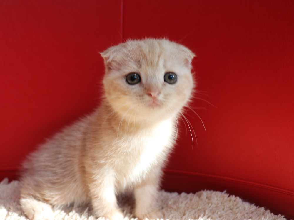 スコティッシュフォールドの子猫画像