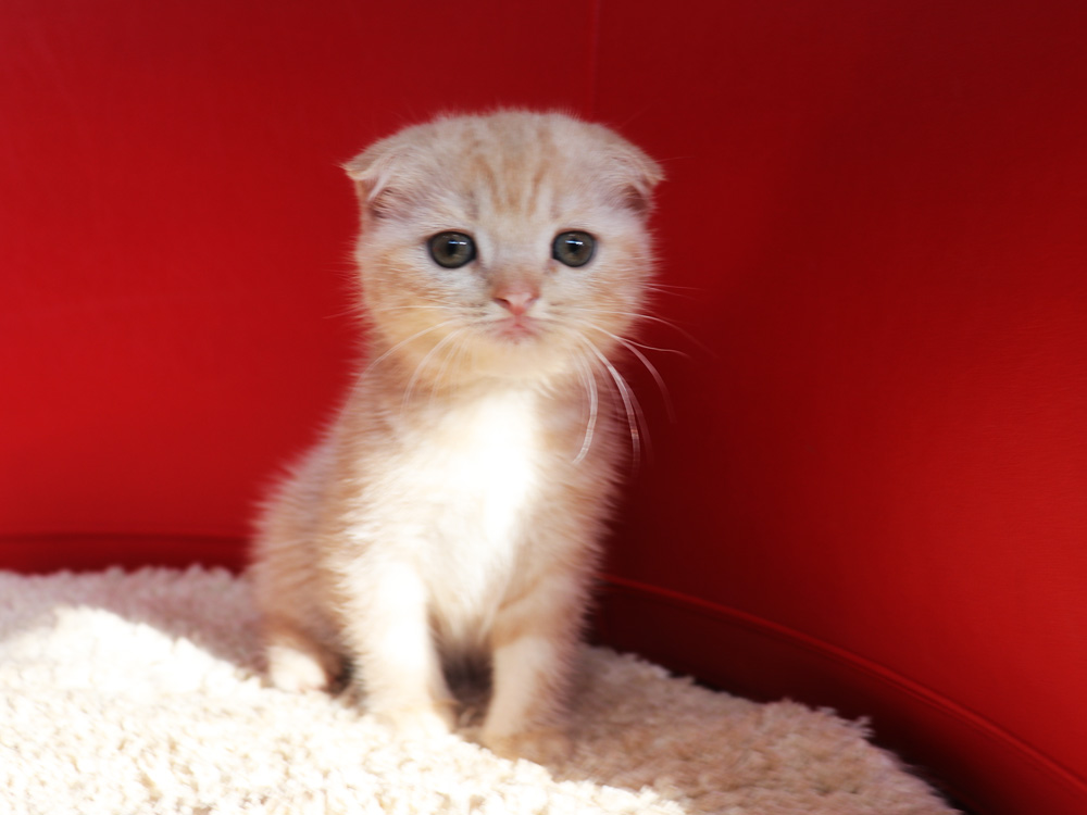 スコティッシュフォールドの子猫画像