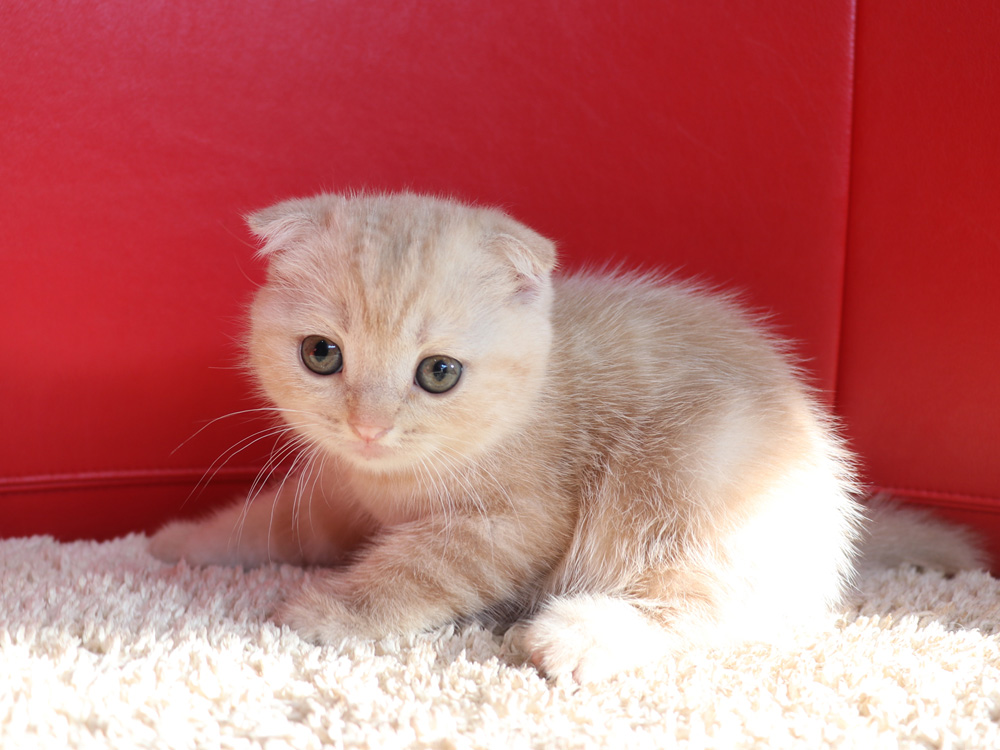 スコティッシュフォールドの子猫画像
