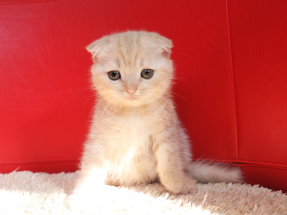 スコティッシュフォールドの子猫画像