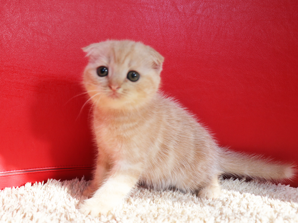 スコティッシュフォールドの子猫画像