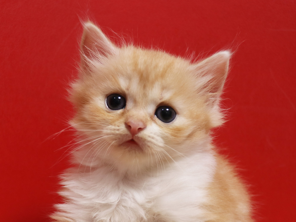 スコティッシュフォールドの子猫画像
