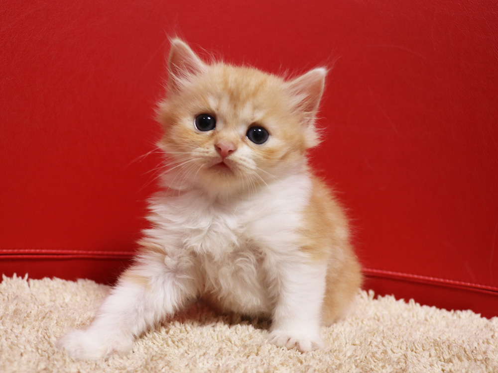 スコティッシュフォールドの子猫画像