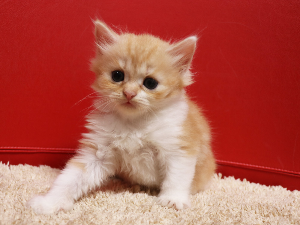 スコティッシュフォールドの子猫画像