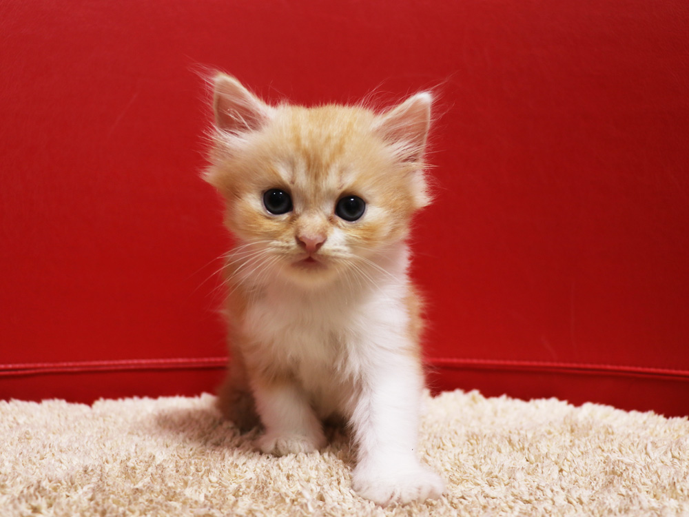 スコティッシュフォールドの子猫画像