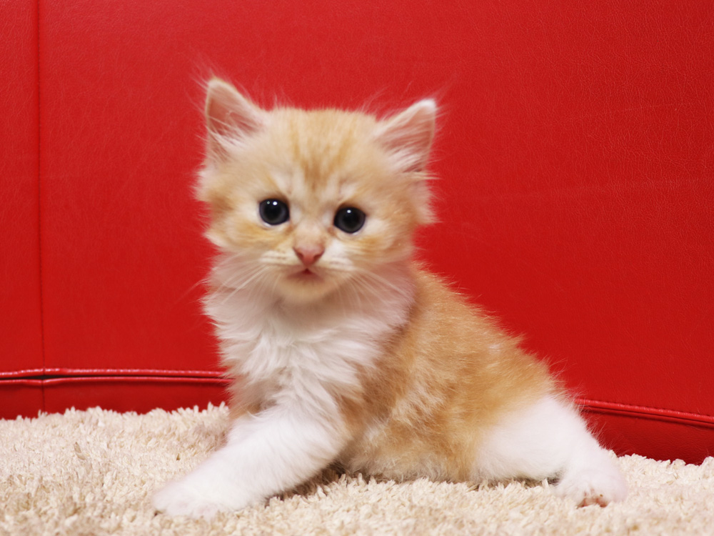 スコティッシュフォールドの子猫画像