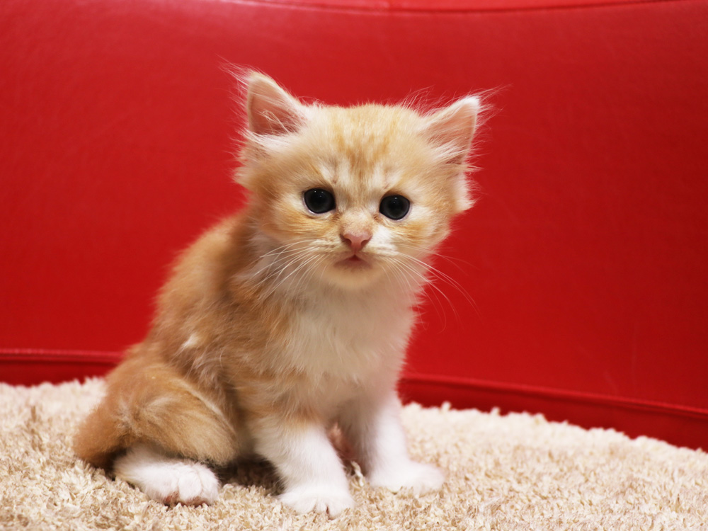 スコティッシュフォールドの子猫画像