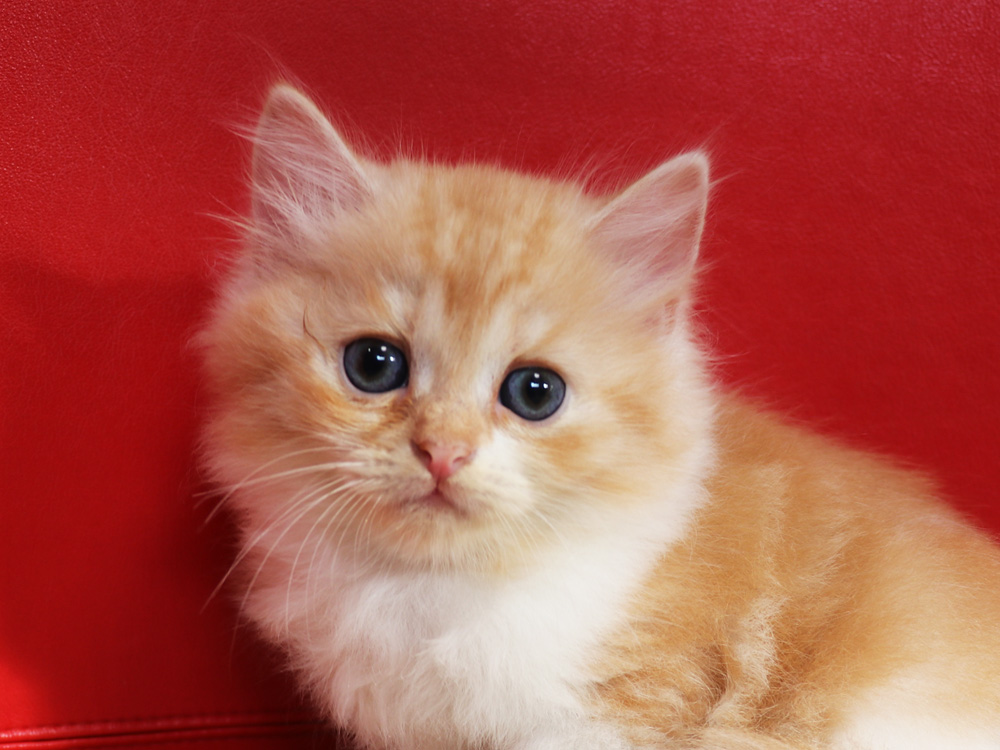 スコティッシュフォールドの子猫画像