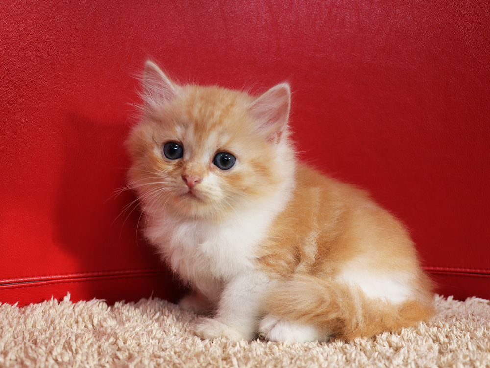 スコティッシュフォールドの子猫画像