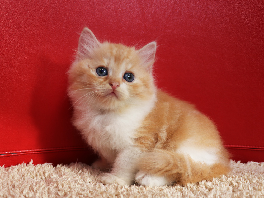 スコティッシュフォールドの子猫画像
