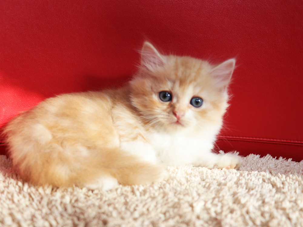 スコティッシュフォールドの子猫画像