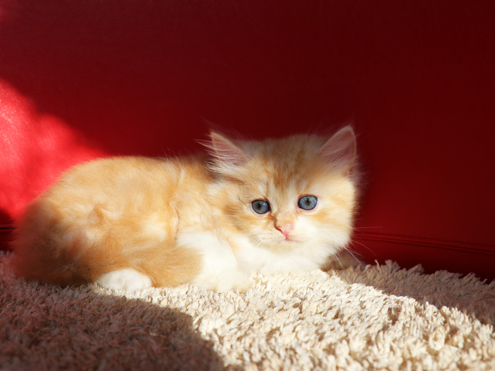 スコティッシュフォールドの子猫画像