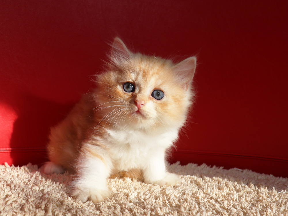 スコティッシュフォールドの子猫画像