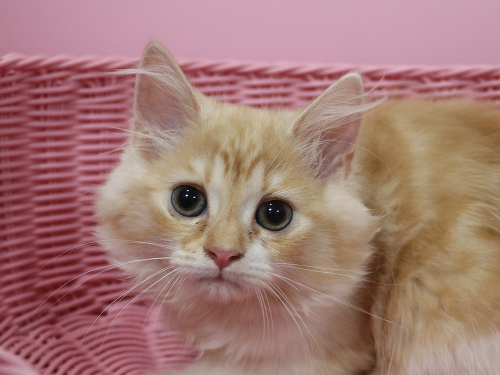 スコティッシュフォールドの子猫画像