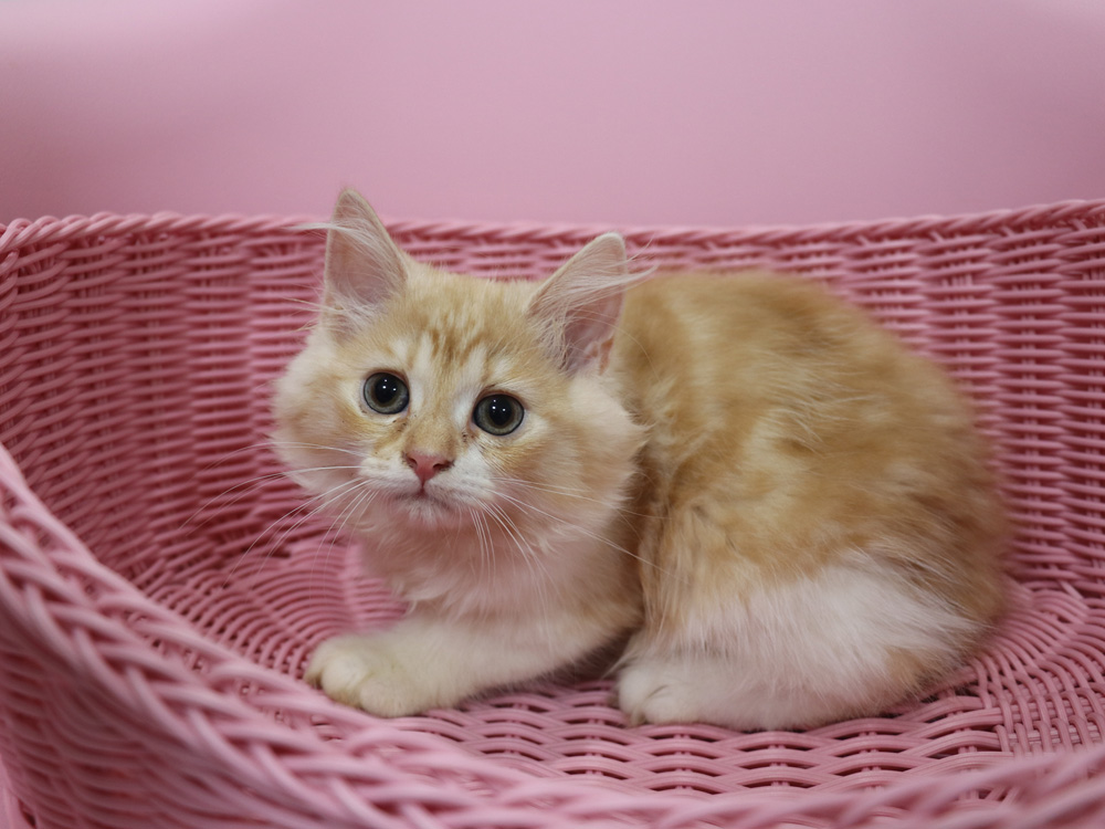 スコティッシュフォールドの子猫画像