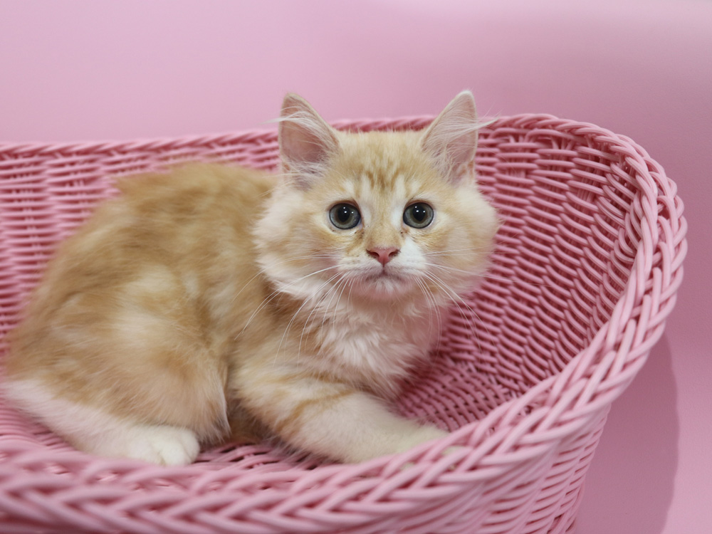 スコティッシュフォールドの子猫画像