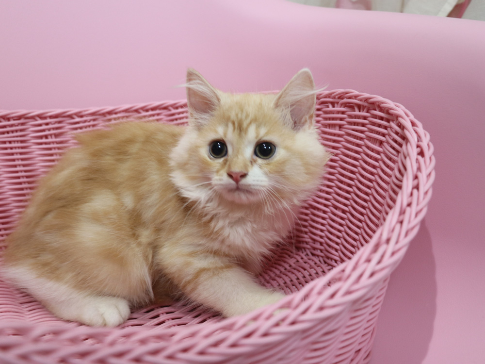スコティッシュフォールドの子猫画像