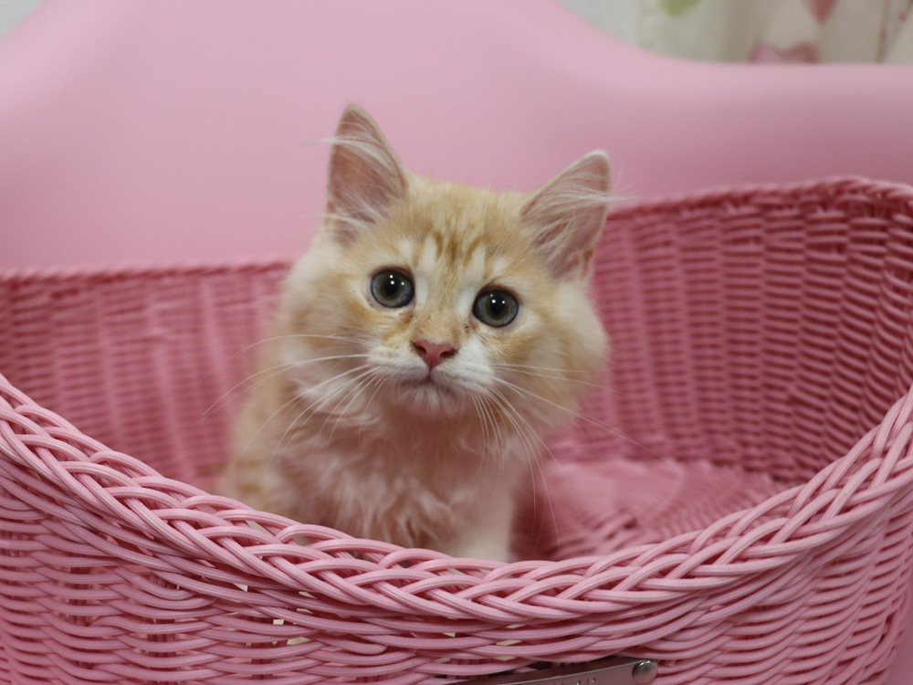 スコティッシュフォールドの子猫画像