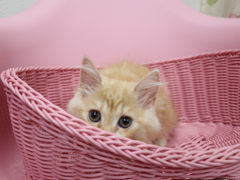 スコティッシュフォールドの子猫画像