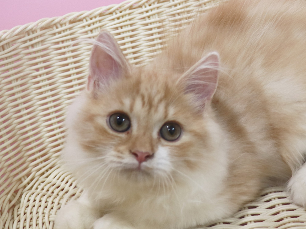スコティッシュフォールドの子猫画像